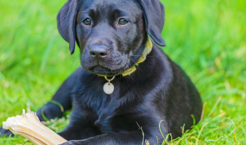 “8” Ways Applying To Guide Dog School Is Like Applying To College