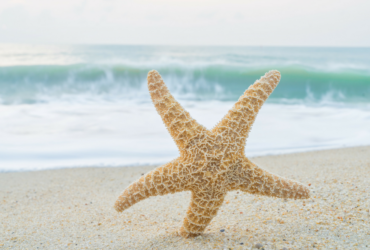 My Daughter Deepa: One Tiny Starfish