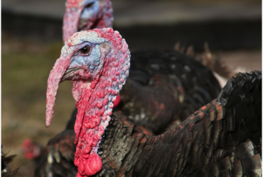 Lessons Learned At The Turkey Trot