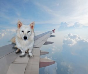White fluffy dog sits on the wing of a plane.