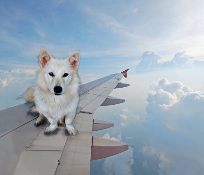 Ending Emotional Support Animals On Planes